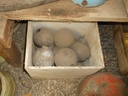 DSCF9771.JPG